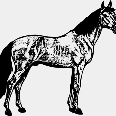 HORSE014 Thumbnail