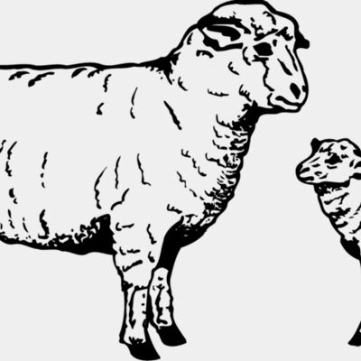 SHEEP010 Thumbnail