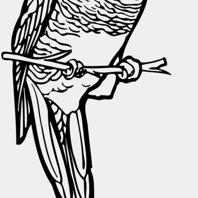 BIRD013 Thumbnail