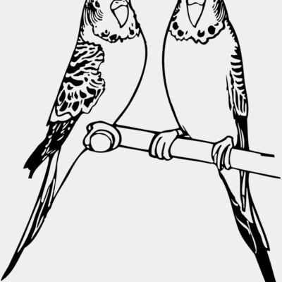 BIRD014 Thumbnail