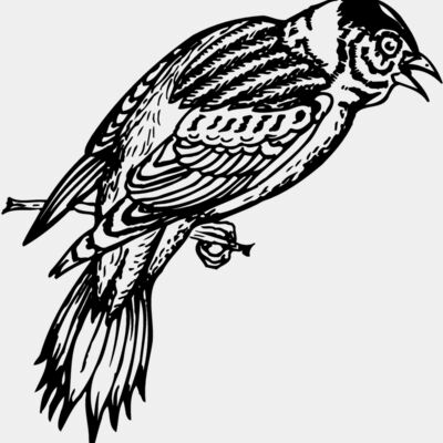 BIRD022 Thumbnail