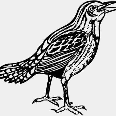 BIRD023 Thumbnail