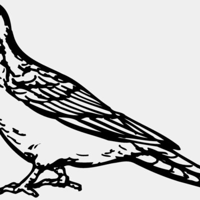 BIRD034 Thumbnail
