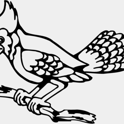 BIRD035 Thumbnail