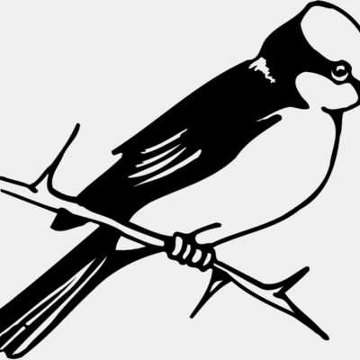 BIRD040 Thumbnail