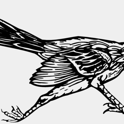 BIRD046 Thumbnail