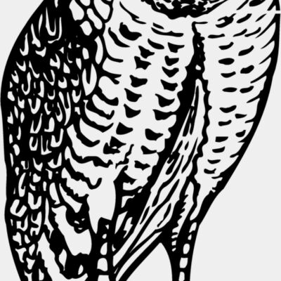BIRD047 Thumbnail