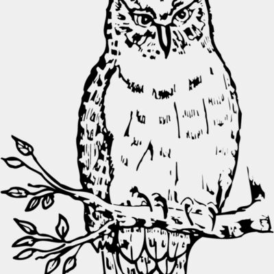 BIRD049 Thumbnail