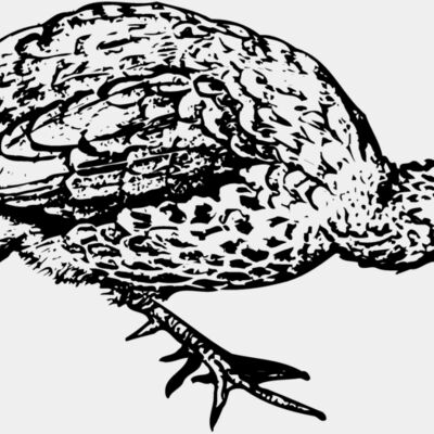 BIRD071 Thumbnail