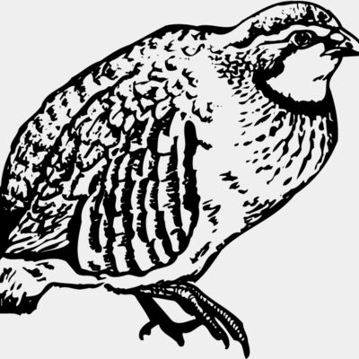 BIRD074 Thumbnail