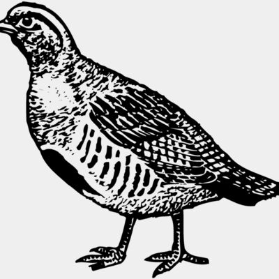 BIRD075 Thumbnail