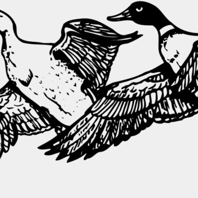 BIRD080 Thumbnail