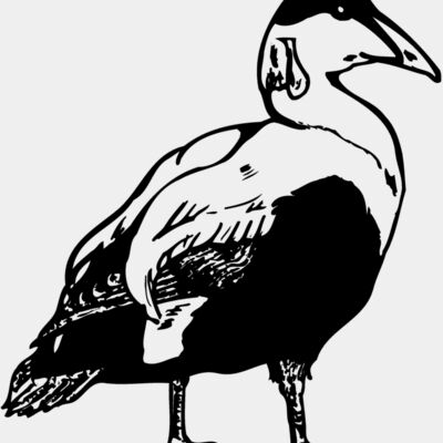 BIRD104 Thumbnail