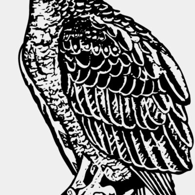 EAGLE019 Thumbnail