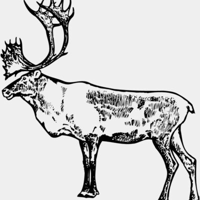 MOOSE003 Thumbnail