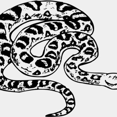 SNAKE001 Thumbnail
