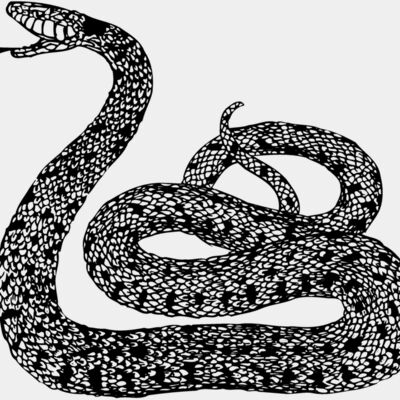 SNAKE015 Thumbnail