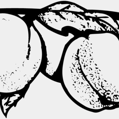 FRUIT031 Thumbnail