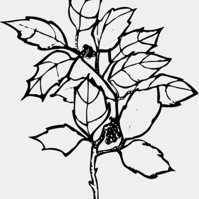 FLOWER08 Thumbnail