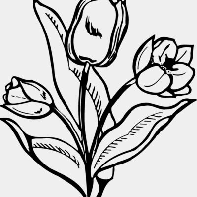FLOWER24 Thumbnail