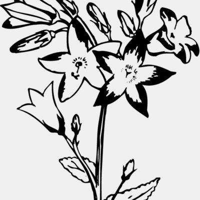 FLOWER25 Thumbnail