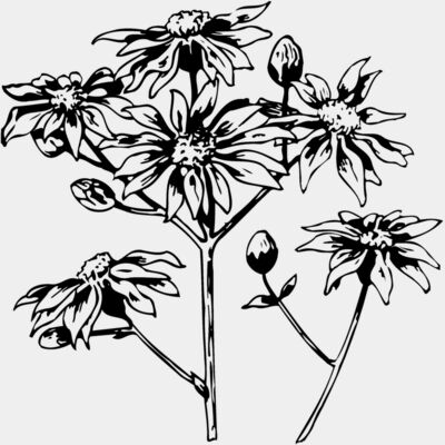 FLOWER28 Thumbnail