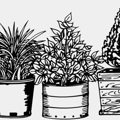 PLANT03 Thumbnail
