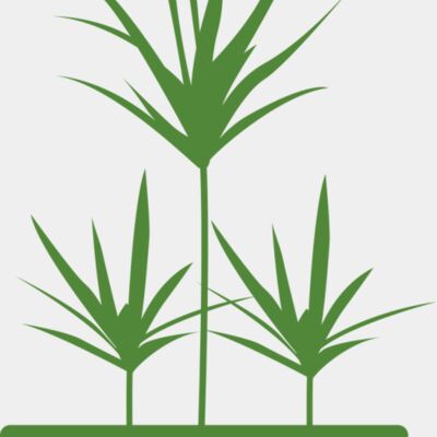 Plants 5 Thumbnail