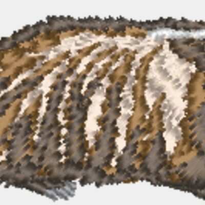 Badger Thumbnail
