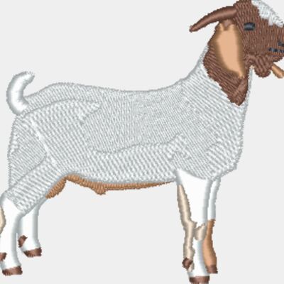 Boer Goat Thumbnail