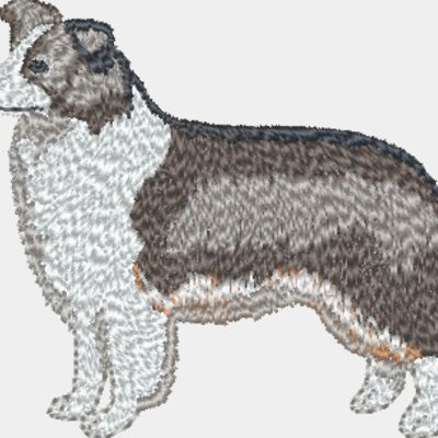 Border Collie  Thumbnail