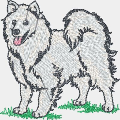 American Eskimo Dog Thumbnail